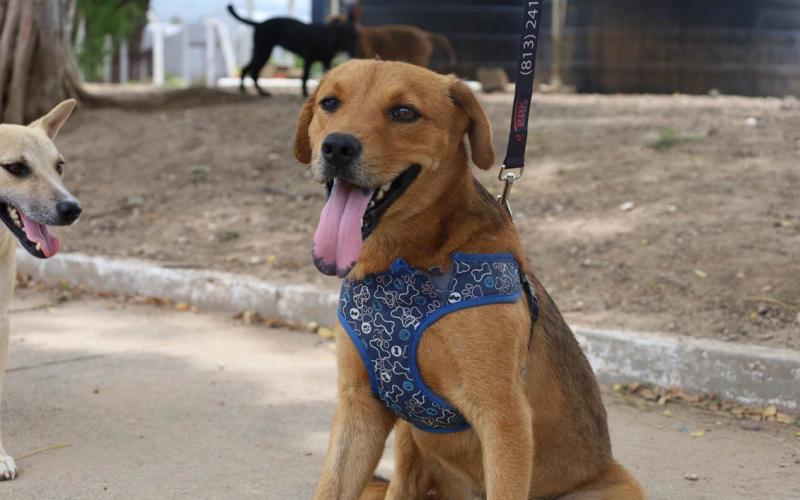 Un día para quienes dan amor sin pedir nada a cambio