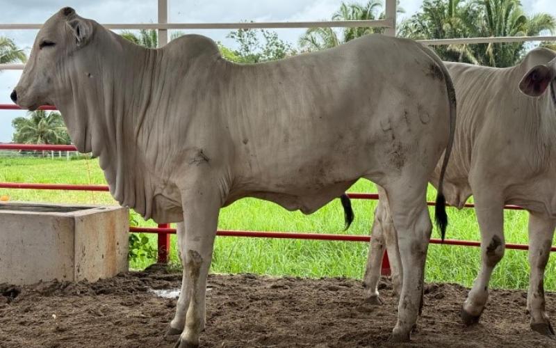 Verifican calidad y pureza genética de ganado en Petén