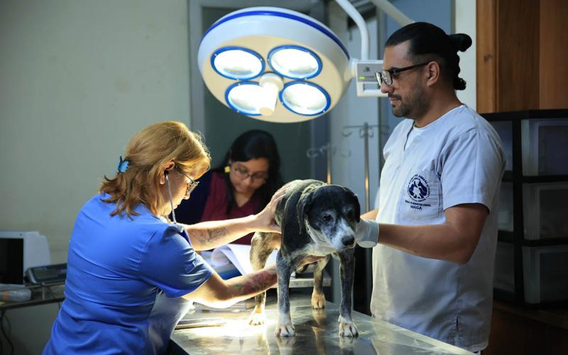 Veterinarios y zootecnistas pilares del bienestar y la salud integral