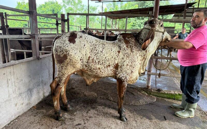 Avanza consolidación de la raza Girolando en Guatemala