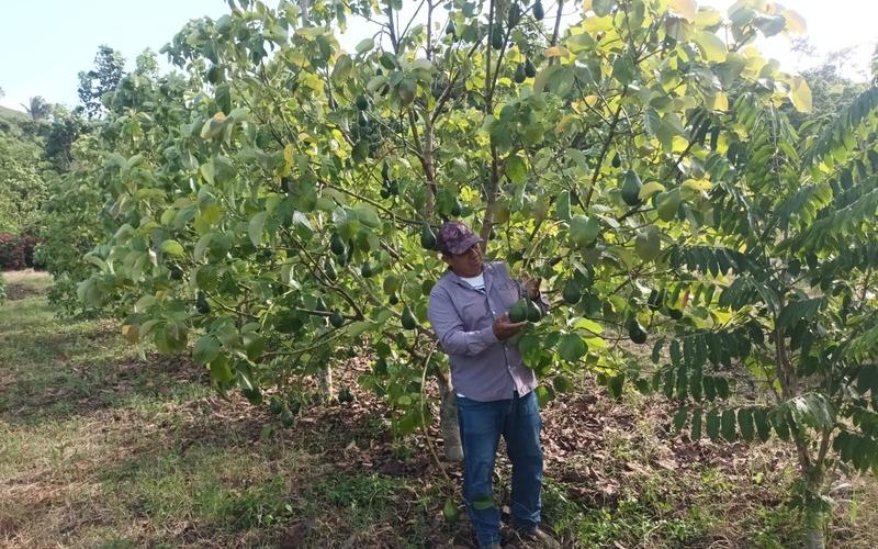 Brindan asistencia técnica en cultivo de aguacate en Melchor de Mencos