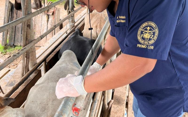 Atendidos más de 5 mil animales por Gusano Barrenador