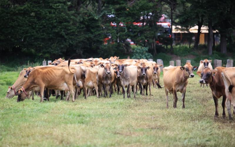 Irregularidad de lluvias obliga al monitoreo de 197 municipios
