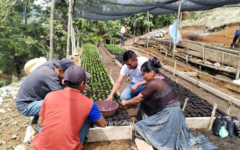 Agricultores capacitados en el manejo de viveros de café