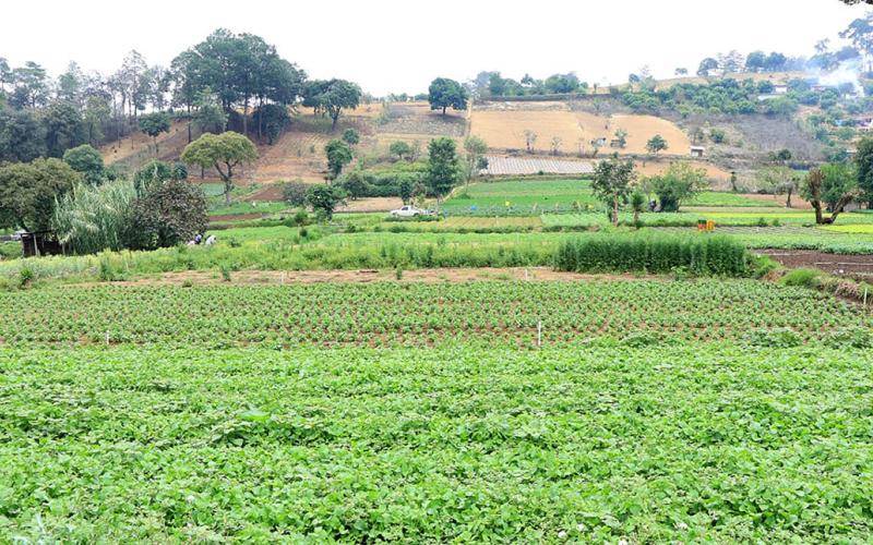 Ante continuidad de la canícula se mantiene monitoreo en 212 municipios