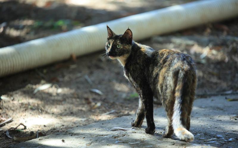 Conciencia y cuidado para evitar la superpoblación gatuna