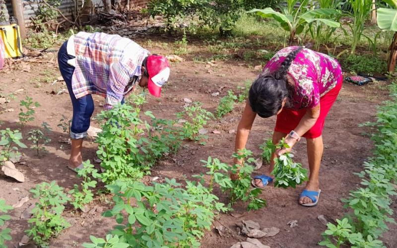 Cosechan alimentos en huertos comunales para autoconsumo 
