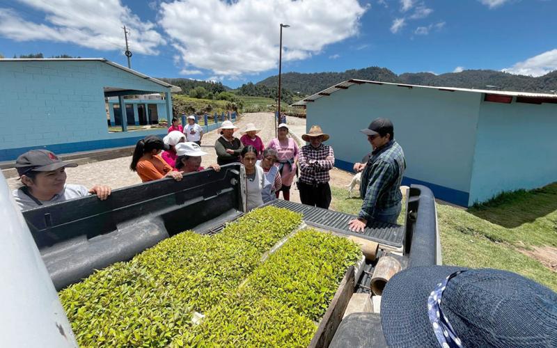 Crearán viveros forestales en San Marcos