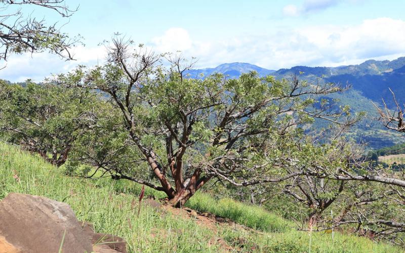 Debido a la ausencia de lluvias se monitorean 247 municipios