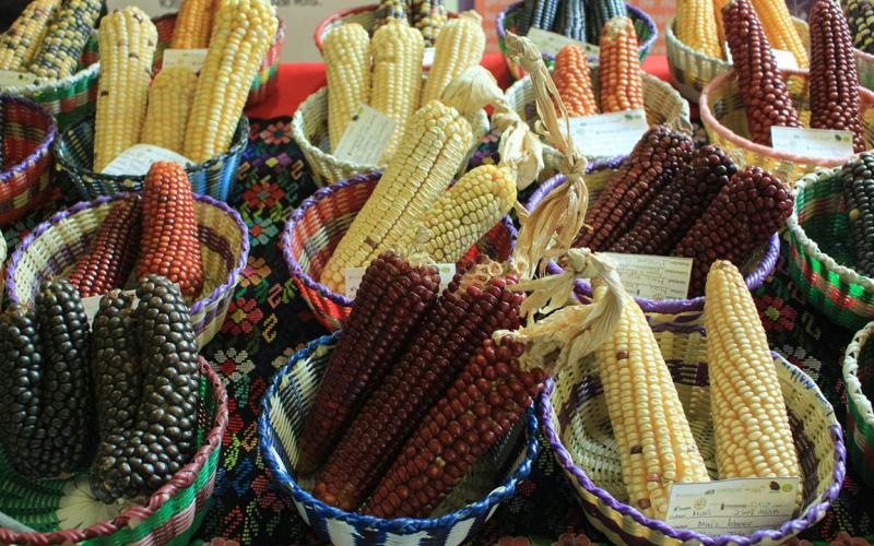 El maíz es pilar de nuestra alimentación, cultura e identidad