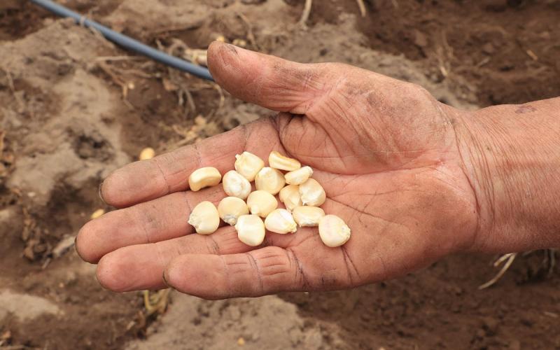 Fomentan producción de variedades nativas de maíz en Suchitepéquez