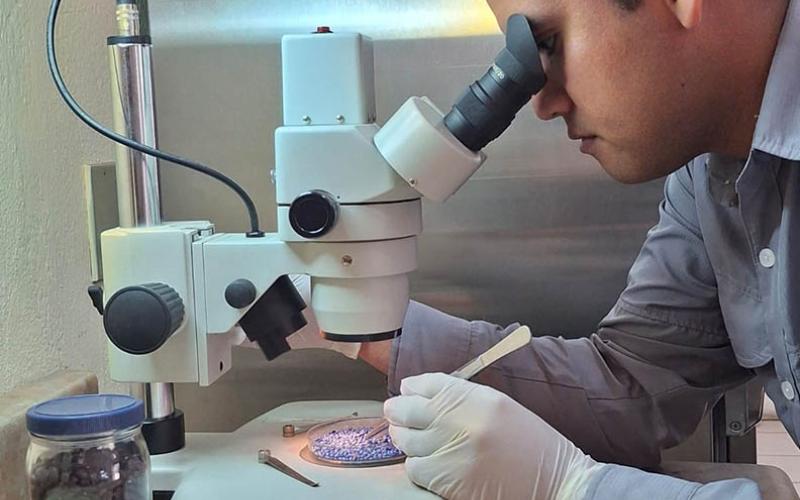 Garantizan calidad de semillas con más de 900 análisis de laboratorio