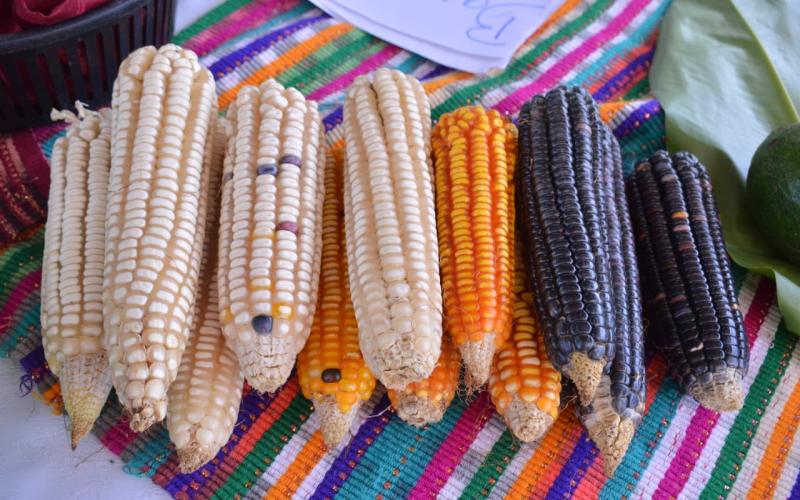 Guatemala exporta más de 900 mil kilos de maíz