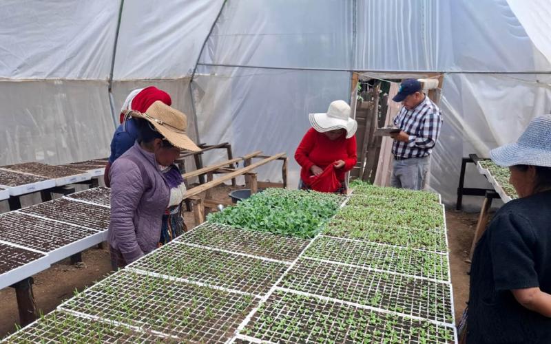 Huertos Productivos auguran buena cosecha en Totonicapán