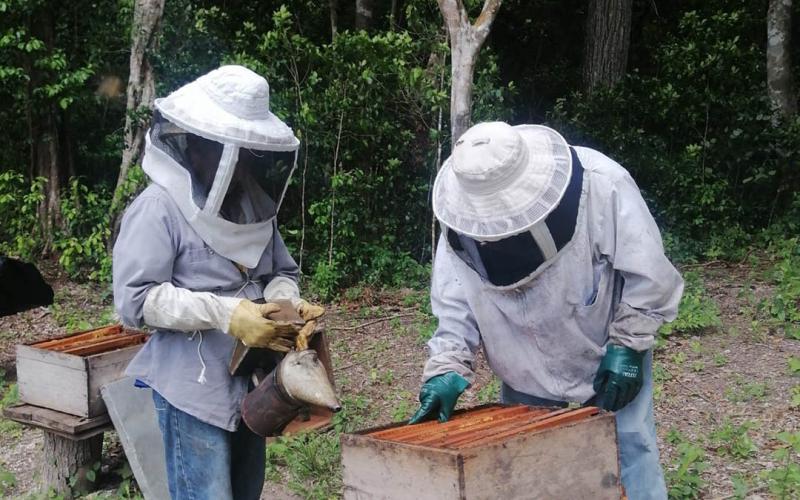 Impulsan acciones para el fortalecimiento de la apicultura en Petén