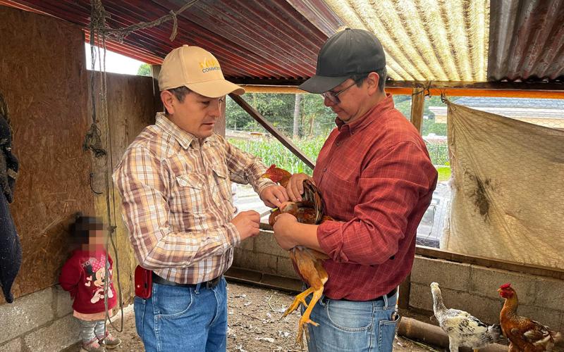 Impulsan jornada de vacunación avícola en San Marcos