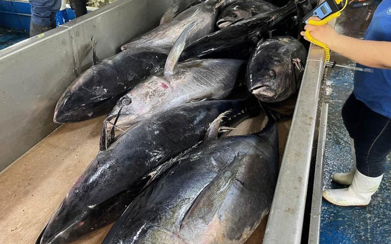 Inspeccionan buque de atún en Puerto Quetzal