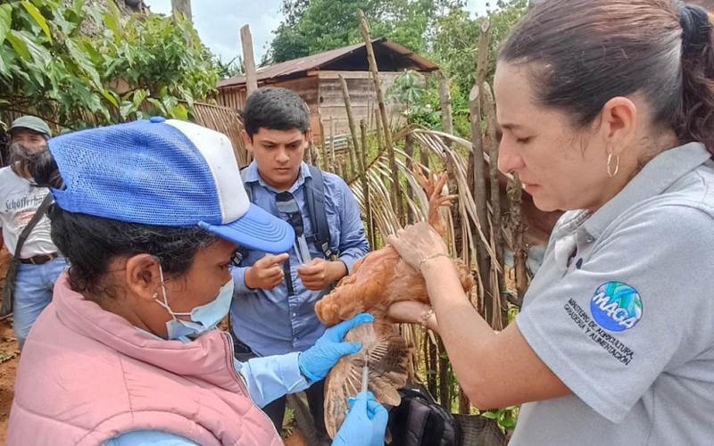 Investigan presencia de parásitos en aves de traspatio en Alta Verapaz