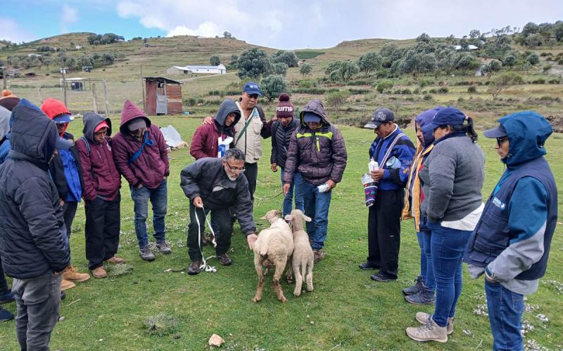Líderes comunitarios de Huehuetenango capacitados en el manejo de ovinos