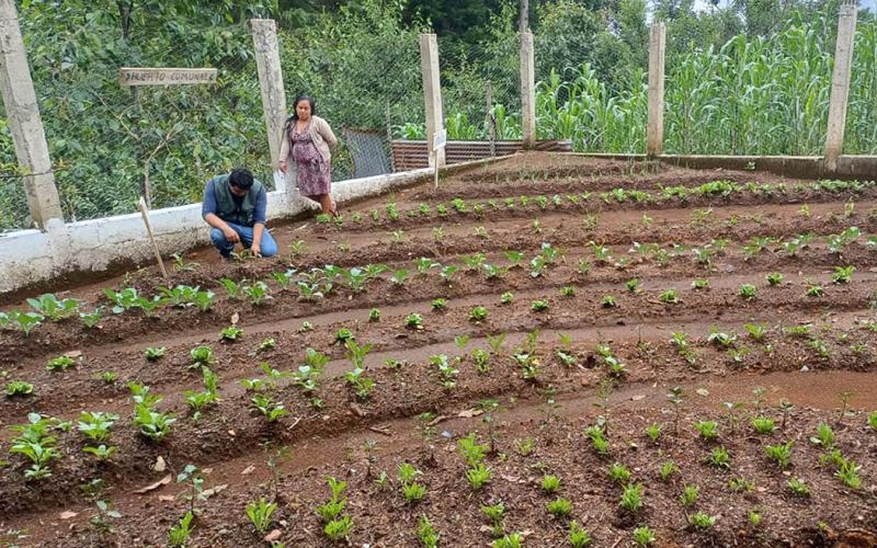 Mano a Mano impulsa seguridad alimentaria en Santiago Chimaltenango 