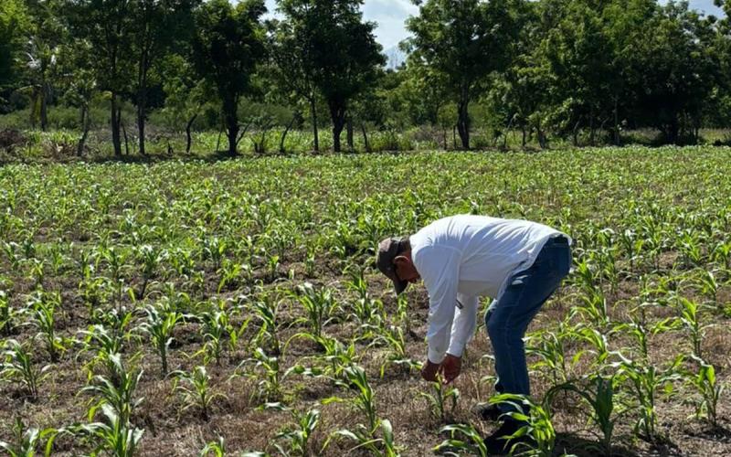 Monitoreo técnico del maíz es clave para mejorar las producciones