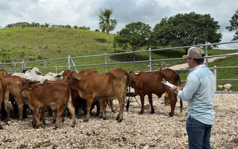 Oficializan registros genealógicos de ganado Brahman en Guatemala
