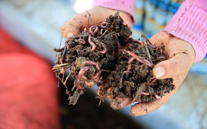 Productores de Chimaltenango apuestan por el lombricompost