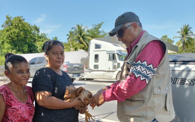 Realizan vacunación preventiva de aves de traspatio en Escuintla
