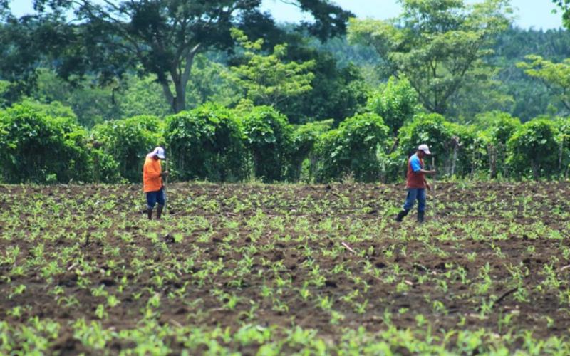 Recomendaciones al sector agropecuario ante la disminución de lluvias 