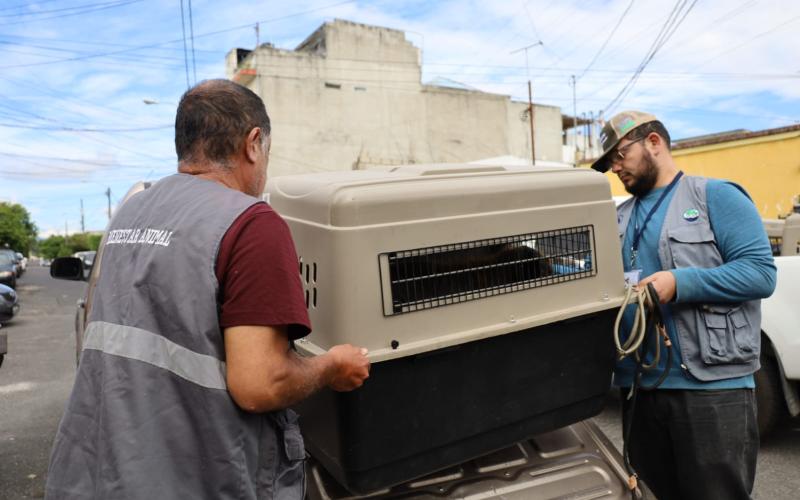 Rescatan a once animales en condiciones de maltrato en zona 5 capitalina