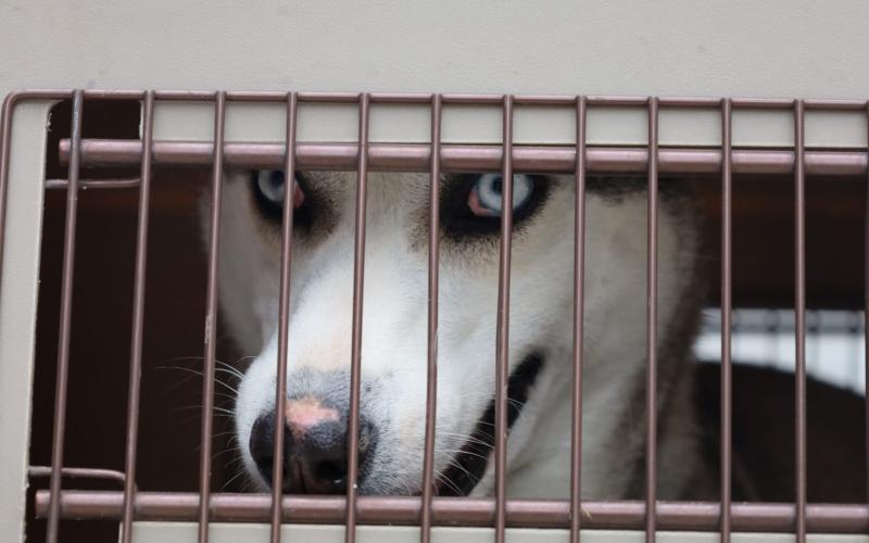 Salvaguardan a canino que vivía en condiciones de maltrato en zona 18