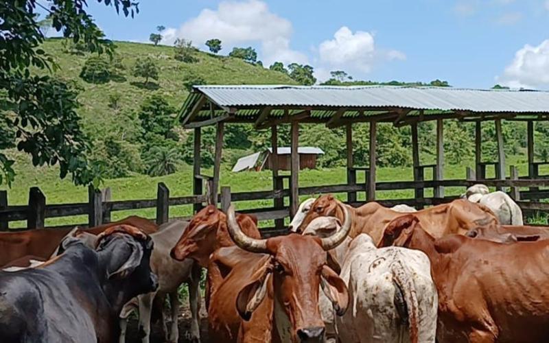Se impulsa mejora genética de ganado en San Francisco, Petén