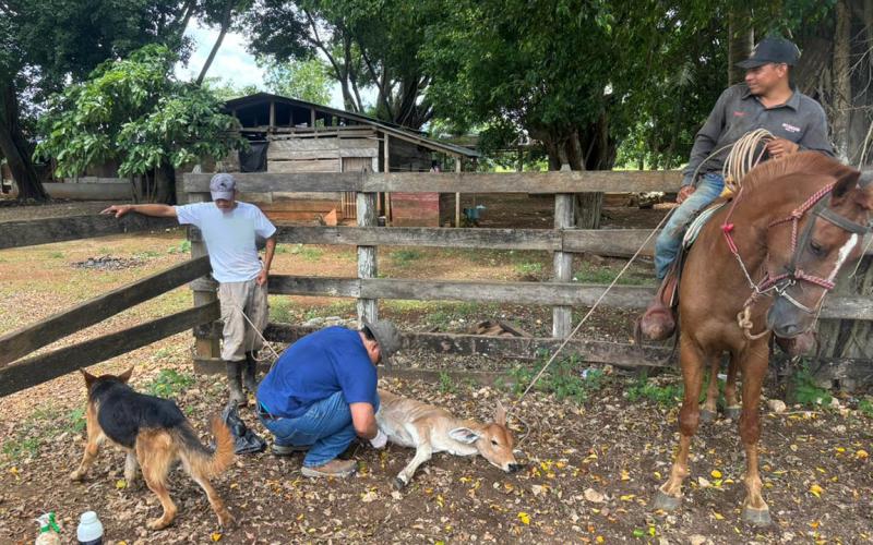 Se mantienen medidas preventivas en la lucha contra el Gusano Barrenador