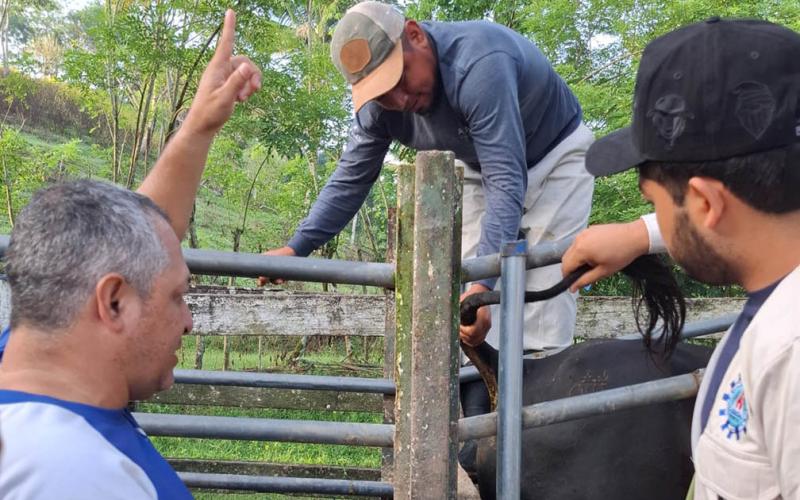 Se realiza monitoreo de enfermedades bovinas en San Luis, Petén