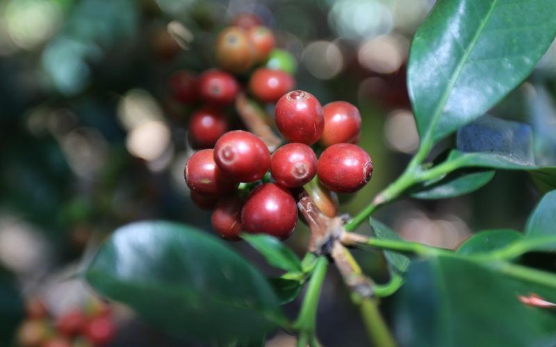 Uso de fichas agroclimáticas fortalece la planificación agrícola