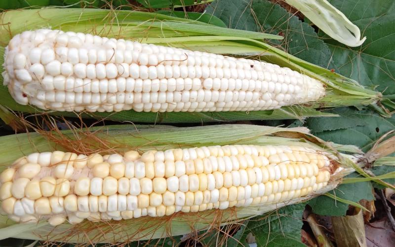 maiz silvestre