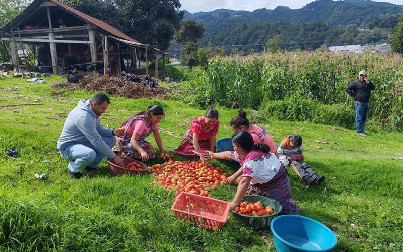 Agricultores de Quetzaltenango reciben apoyo con monitoreo en producciones