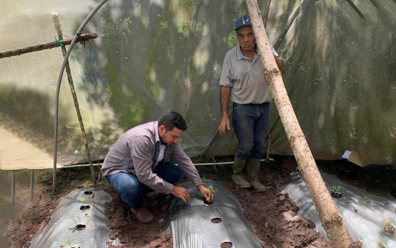 Agricultores que cultivan tomate y chile pimiento reciben asistencia técnica 