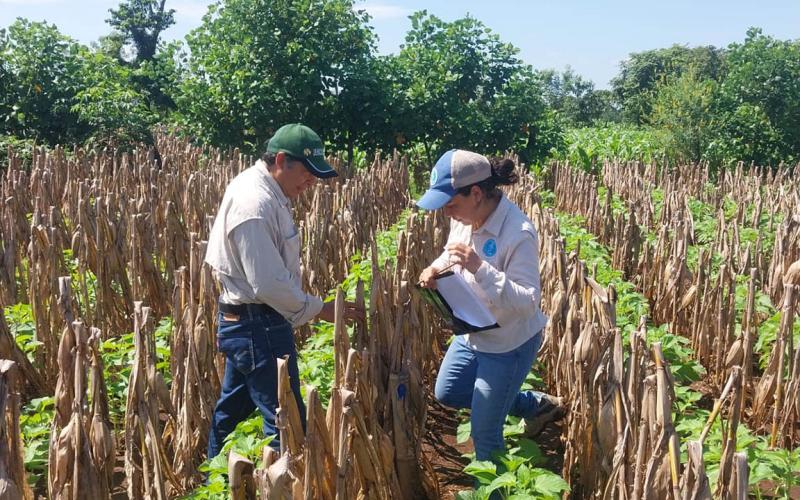 Analizan rendimiento de distintos tipos de maíz en Retalhuleu