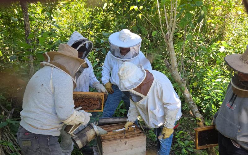 Apicultores mejoran conocimientos para revisión de colmenas