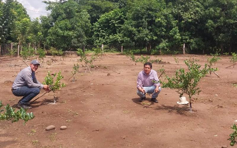Brindan apoyo técnico a productores de limón persa de Retalhuleu