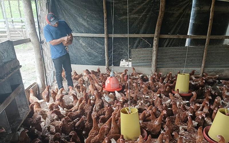 Brindan asistencia técnica para mejorar producción avícola