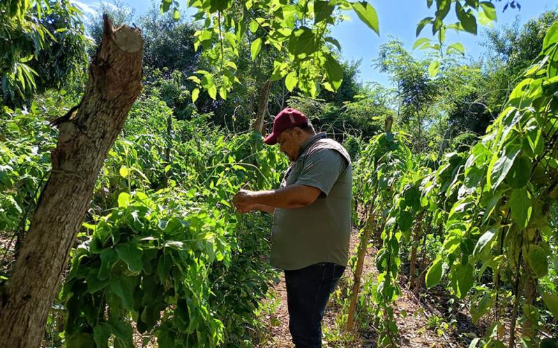 Brindan asistencia técnica para optimizar producción de huertos familiares