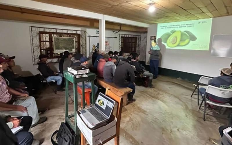 Capacitadas 872 personas para el control de plagas cuarentenarias del Aguacate Hass
