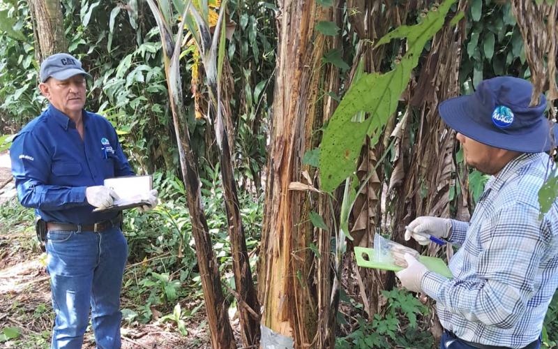 Confirman ausencia de Fusarium Raza 4 en musáceas y fortalecen vigilancia activa 