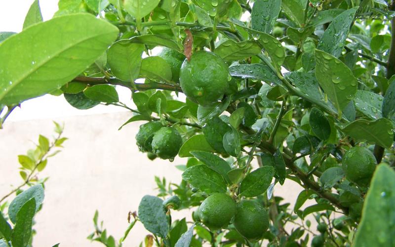 Conozca como mitigar riesgos en cultivos y ganado por las lluvias