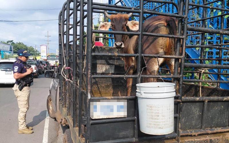 Coordinan acciones para la prevención del Gusano Barrenador en Retalhuleu