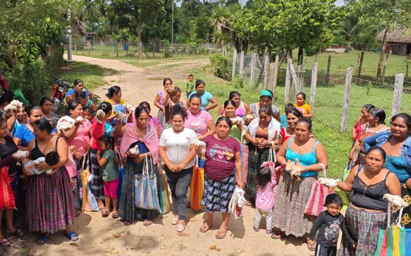 Distribuyen más de 4 mil aves mejoradas en siete municipios de Petén