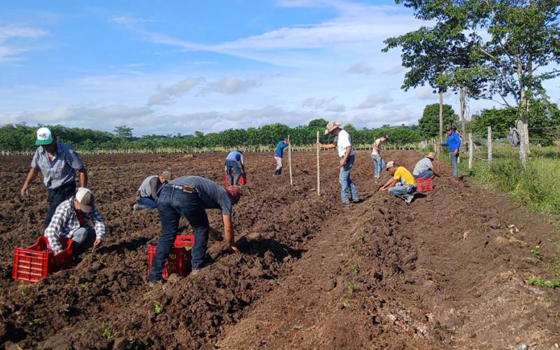 Entregan pilones de chile cobanero a productores de La Libertad