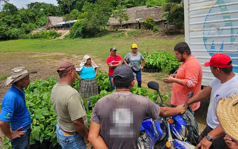 Entregan plántulas de cacao en la comunidad de Jalacte